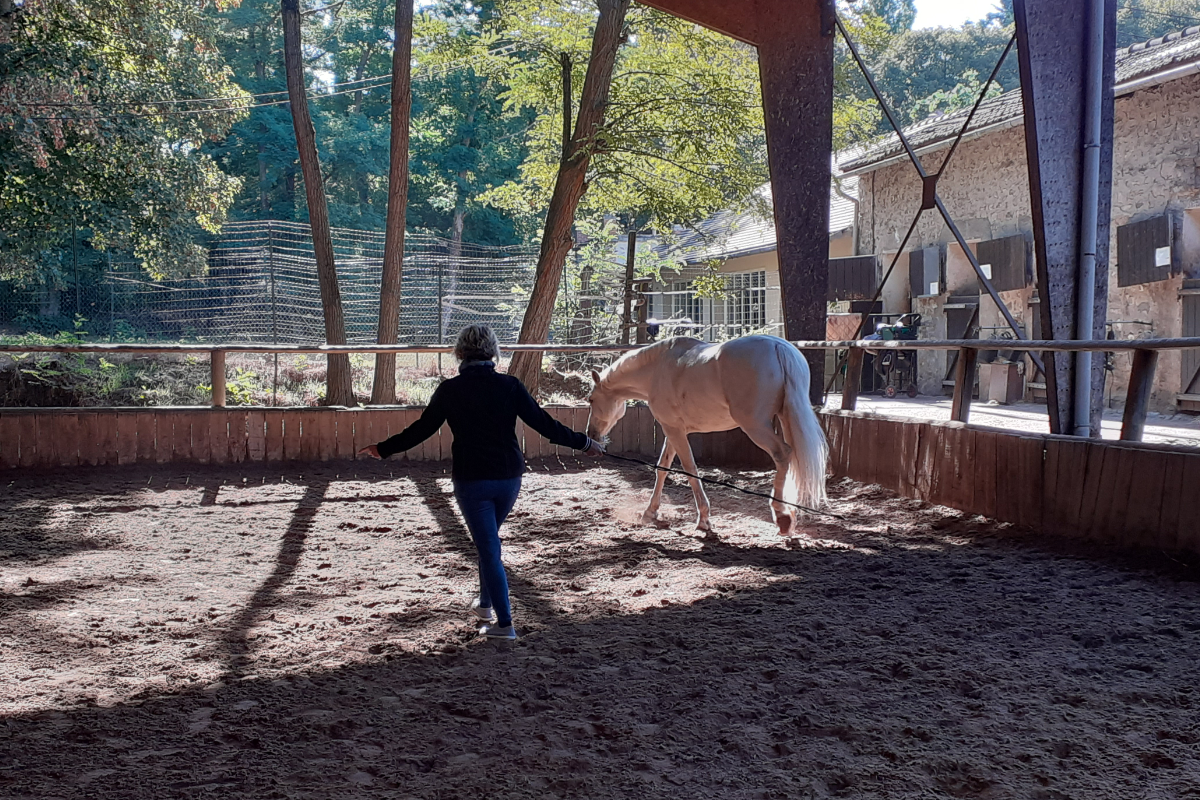 Une femme guide un cheval au cours d'une séance d'equicoaching