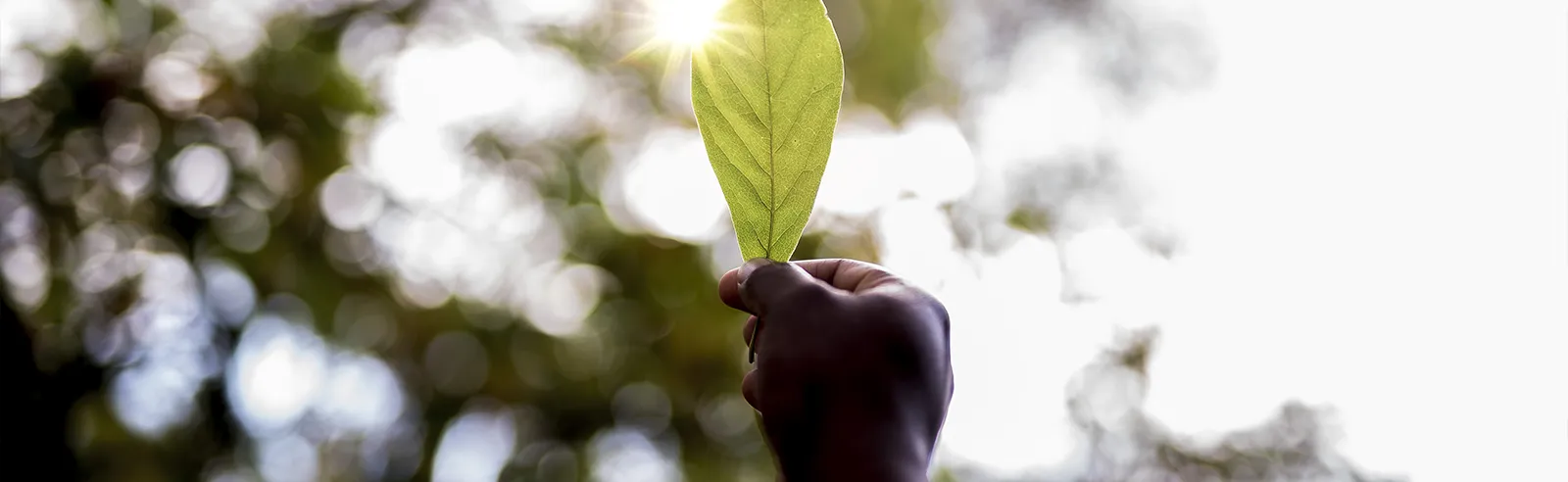 Main tenant une feuille verte à contre-jour sous les arbres